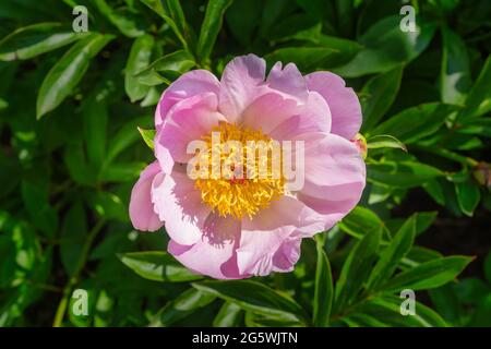 Pivoines roses et belles en pleine fleur Banque D'Images