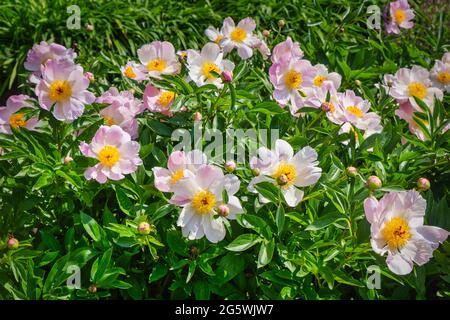 Pivoines roses et belles en pleine fleur Banque D'Images