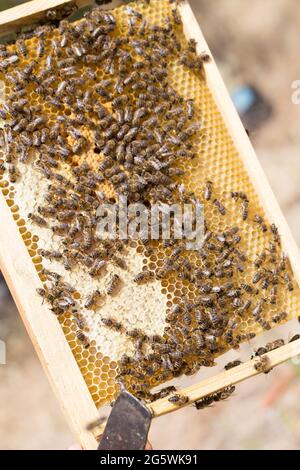 Nid d'abeille, abeilles, miel dans scellé et non scellé sa cellule et pollen - gros plan Banque D'Images