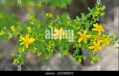 Millepertuis ou Hypericum perforatum - plante herbacée sauvage à fleurs utilisée en médecine populaire. Banque D'Images