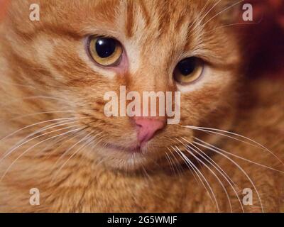 Portrait d'un chat rouge adulte, gros plan. Un chat au look expressif. Un animal de compagnie. Banque D'Images