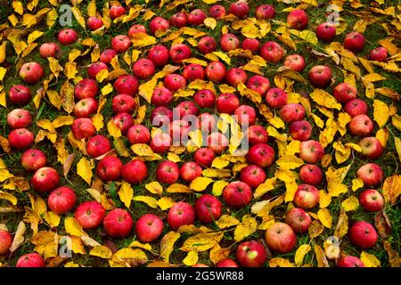 Quatre spirales armées de pommes et de feuilles venteuses sur l'herbe. Variété héritage « Tom Putt » Banque D'Images