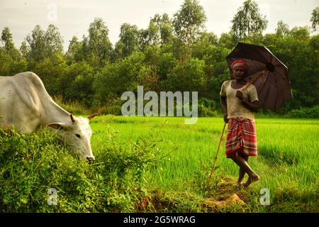 agriculteur avec vache Banque D'Images