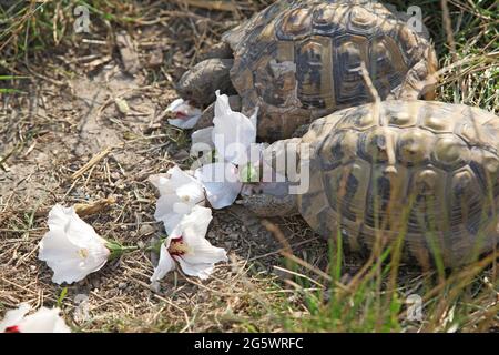 Deux tortues nice fleurs blanc manger à l'extérieur Banque D'Images