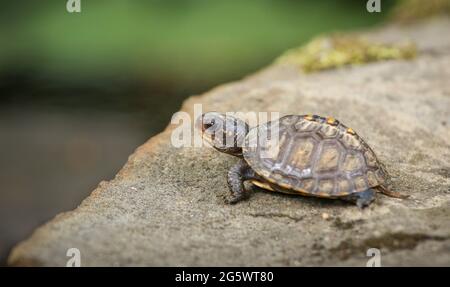 Petite petite tortue boisée (Terrapene carolina) rampant sur un rocher Banque D'Images