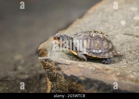 Petite petite tortue boisée (Terrapene carolina) rampant sur un rocher Banque D'Images