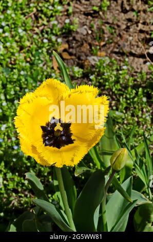 Tulipes jaunes de près dans un jardin public, Sofia, Bulgarie Banque D'Images