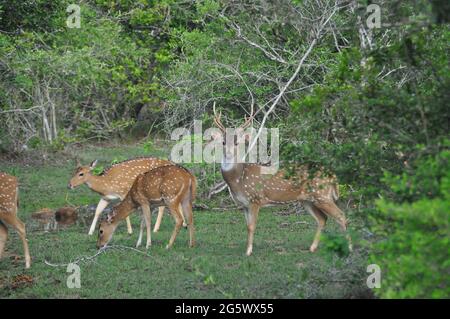 Un groupe de déers dans le parc national de Yala, Sri Lanka. Banque D'Images