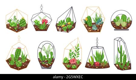 Plantes de Florarium. Cactus tropicaux, fleurs et succulents dans des terrariums géométriques en verre. Décoration intérieure botanique. Ensemble de mini jardins vectoriels Illustration de Vecteur