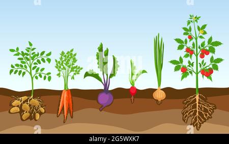 Légumes dans le sol. Cultivez des plantes, de la pomme de terre, de la tomate, de l'oignon, du radis, betterave et carotte. Dessin animé légume avec racines dans l'ensemble de vecteur de sol Illustration de Vecteur