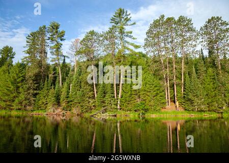 Arbres le long de la rive d'un petit lac dans le nord du Minnesota, le matin d'été Banque D'Images