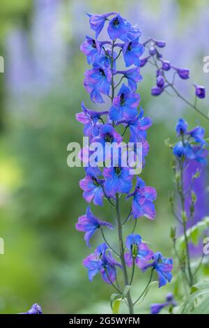 Gros plan de magnifiques delphiniums bleus, une plante de jardin de chalet fleurit dans une frontière anglaise d'été, Angleterre, Royaume-Uni Banque D'Images