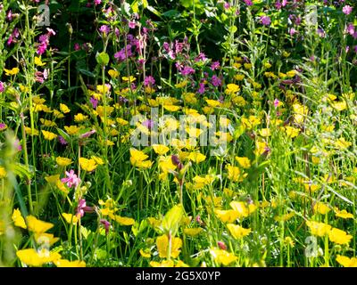 Buttercups et Red Campion en pleine croissance à hedgerow, en Cornouailles, au Royaume-Uni Banque D'Images