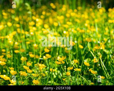 Meadow of Buttercup, Cornwall, Royaume-Uni Banque D'Images
