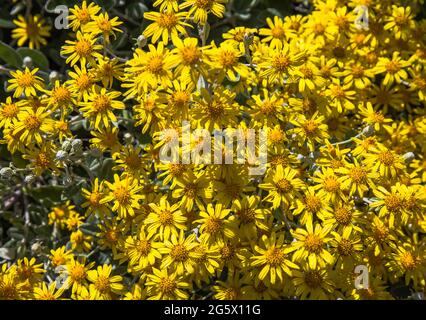 Doronicum Little Leo - Léopards Bane, Marguerite jaune comme des fleurs à Stockton on Tees, Angleterre, Royaume-Uni Banque D'Images