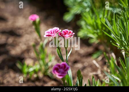 Carnation Pink Kisses - nom latin - Dianthus Pink Kisses Banque D'Images