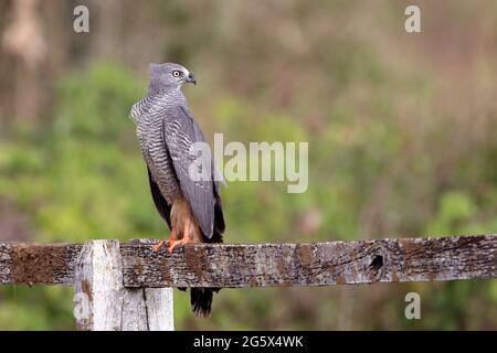 Grue Hawk (Geranospiza caerulescens) perchée sur une clôture en bois dans le caatinga brésilien Banque D'Images