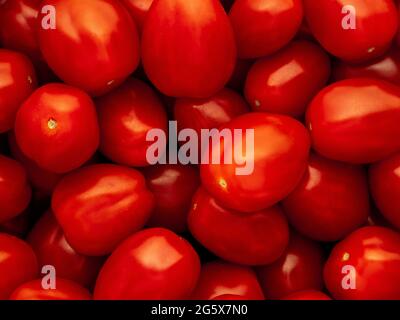 Vue sur les petites tomates prune. Banque D'Images