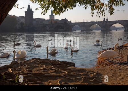 Prague - Le pont Charles et les cygnes sur la rivière Vltava. Banque D'Images