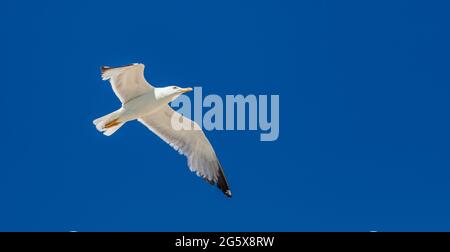 La mouche de la mer avec des ailes ouvertes vole haut avec le vent. Mouette de hareng européenne volant sur fond ciel bleu clair, modèle de carte des vacances d'été. Angle bas Banque D'Images