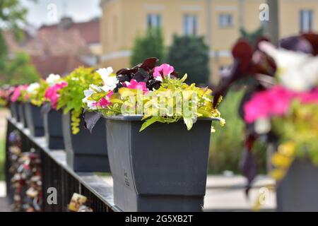 Fleurs colorées en fleurs accrochées dans des pots sur la rambarde du pont. Été. Banque D'Images