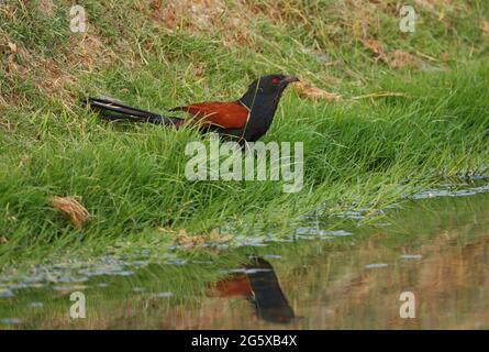 Grand Coucal (Centropus sinensis intermedius) adulte au bord des eaux buvant la Thaïlande Février Banque D'Images