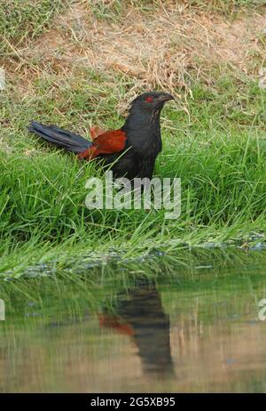 Grand Coucal (Centropus sinensis intermedius) adulte au bord des eaux buvant la Thaïlande Février Banque D'Images