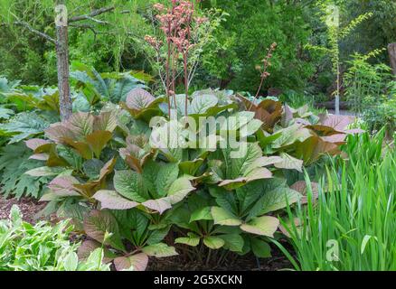 Rodgersia aesculifolia, rodgersia à feuilles de châtaignier Banque D'Images