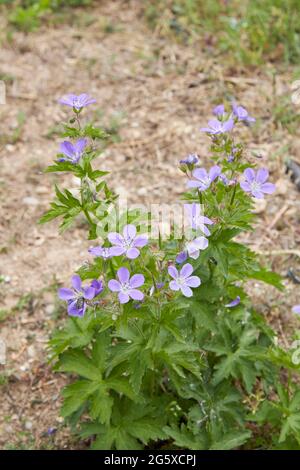 Géranium sylvaticum fleurs violettes Banque D'Images