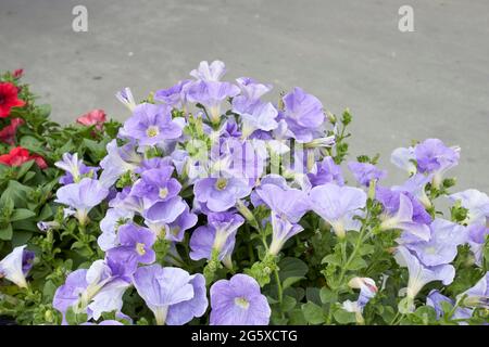 Fleurs colorées de plantes Petunia atkinsiana Banque D'Images