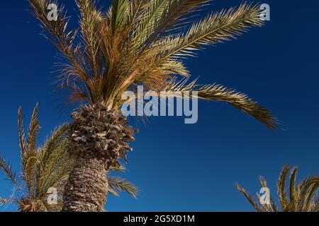 Vue sur les palmiers dattiers de la plage sur la côte méditerranéenne. Repos à la mer. Djerba, Tunisie Banque D'Images