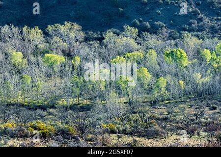 Verdure printanière fraîche le long de Sycamore Creek, Arizona Trail, Arizona, États-Unis Banque D'Images