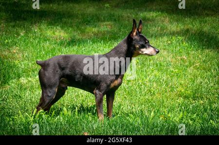 Mâle miniature adulte mâle miniature Pinscher roi race debout sur la pelouse Banque D'Images