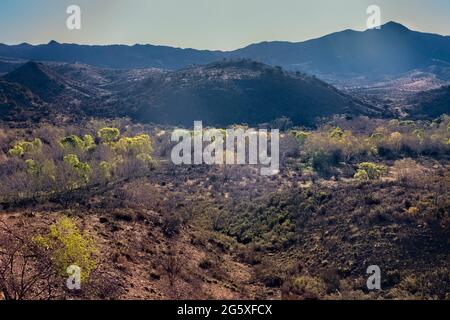 Verdure printanière fraîche le long de Sycamore Creek, Arizona Trail, Arizona, États-Unis Banque D'Images