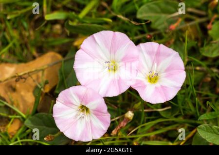 Convolvulus arvensis, fleurs d'herbe à poux. Royaume-Uni Banque D'Images