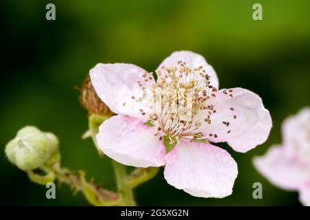 Rubus fruticosus, Brumble Flower closeup au début de l'été, Dorset, Royaume-Uni Banque D'Images