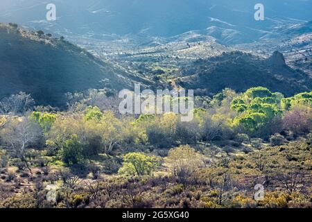 Verdure printanière fraîche le long de Sycamore Creek, Arizona Trail, Arizona, États-Unis Banque D'Images