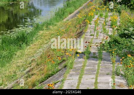 Fleurs poussant sur le quai en béton au bord de la rivière. Été. Banque D'Images