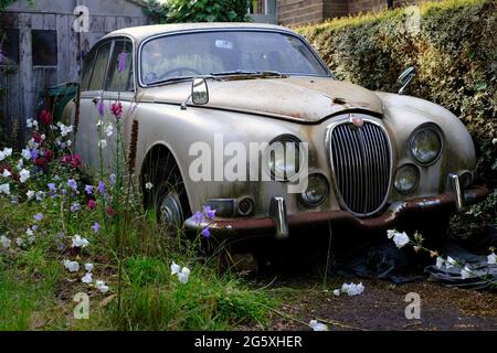 Silbey, Leicestershire, Royaume-Uni. 30 juin 2021. Une Jaguar 3.4 S-Type en rotation se trouve sur une allée. La berline Jaguar S-Type a été fabriquée par Jaguar Cars i. Banque D'Images