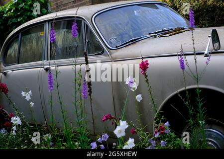 Silbey, Leicestershire, Royaume-Uni. 30 juin 2021. Une Jaguar 3.4 S-Type en rotation se trouve sur une allée. La berline Jaguar S-Type a été fabriquée par Jaguar Cars i. Banque D'Images