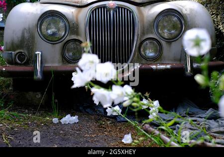 Silbey, Leicestershire, Royaume-Uni. 30 juin 2021. Une Jaguar 3.4 S-Type en rotation se trouve sur une allée. La berline Jaguar S-Type a été fabriquée par Jaguar Cars i. Banque D'Images