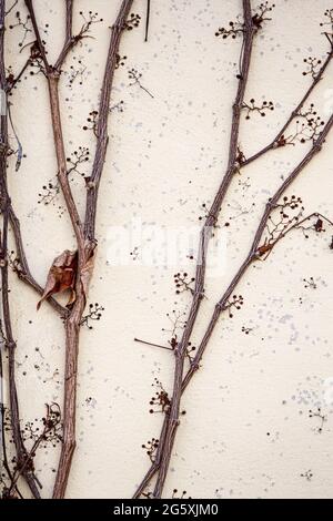 Les tendriles de la vigne sauvage adhèrent à un mur Banque D'Images