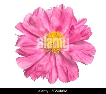 Tête de fleur de pivoine rose isolée sur fond blanc Banque D'Images