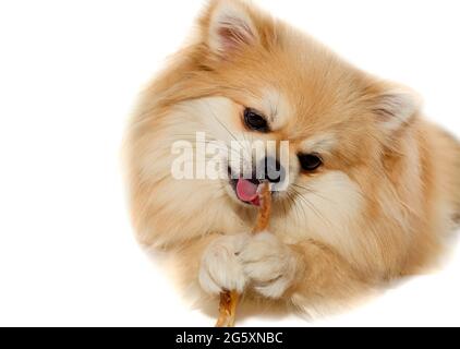 Le chien mâche sur un os. Le Pomeranien mange un os de chien. Chiot de Poméranie Banque D'Images