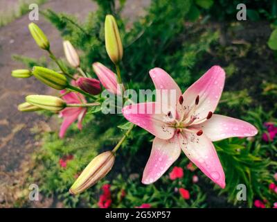 Fleurs de nénuphars roses (latins: Lilium) dans un jardin Banque D'Images