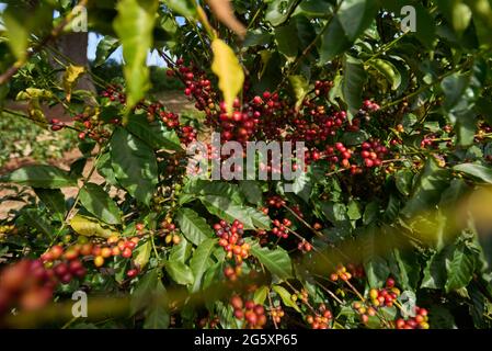 Ibiraci, Brésil. 30 juin 2021. Grains de café dans une culture au moment de la récolte dans une ferme productrice de la région d'Alta Mogiana, à Ibiraci, dans le sud du Minas Gerais, le 30 juin 2021. Cette année, la production de grains de café pourrait être en baisse de 25 % en raison de la longue période de sécheresse. (Photo par Igor do Vale/Sipa USA) crédit: SIPA USA/Alay Live News Banque D'Images