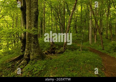 Chemin alimentaire dans le parc national des lacs de plitvice en Croatie Banque D'Images