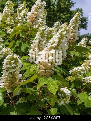 Gros plan sur l'hortensia d'Oakleaf, Hydrangea quercifolia, avec de grandes fleurs blanches. Kansas, États-Unis. Banque D'Images