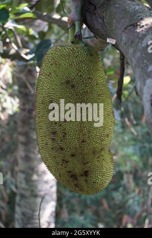 Fruits de cric crus accrochés à l'arbre. Le fruit de Jack (également connu sous le nom d'arbre de Jack, Artocarpus heterophyllus, nangka) est une espèce d'arbre dans la figue, le mulber Banque D'Images