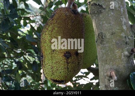 Fruits de cric crus accrochés à l'arbre. Le fruit de Jack (également connu sous le nom d'arbre de Jack, Artocarpus heterophyllus, nangka) est une espèce d'arbre dans la figue, le mulber Banque D'Images